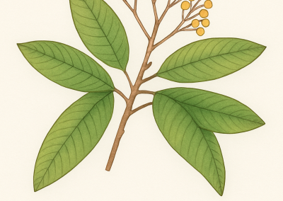 Photinia serratifolia