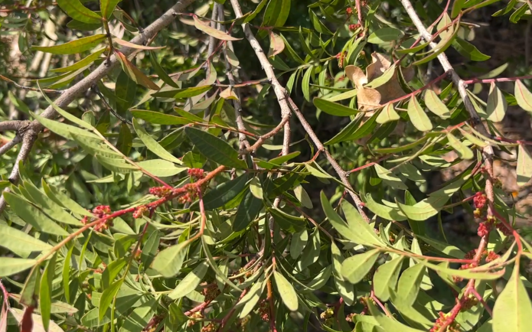 Pistacia lentiscus