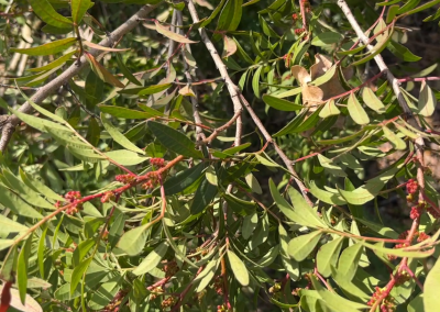 Pistacia lentiscus