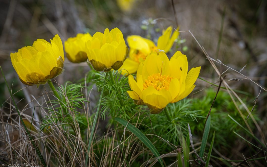Adonis Vernalis