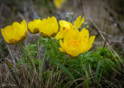 Adonis Vernalis
