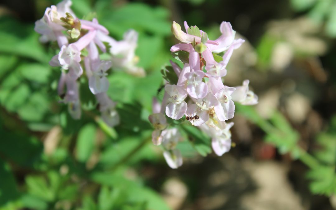 Corydalis Solida
