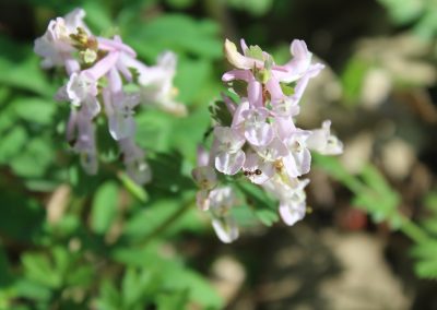 Corydalis Solida