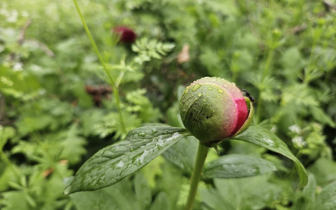 Paeonia peregrina var. romanica