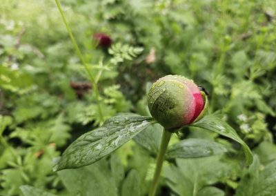 Paeonia peregrina var. romanica