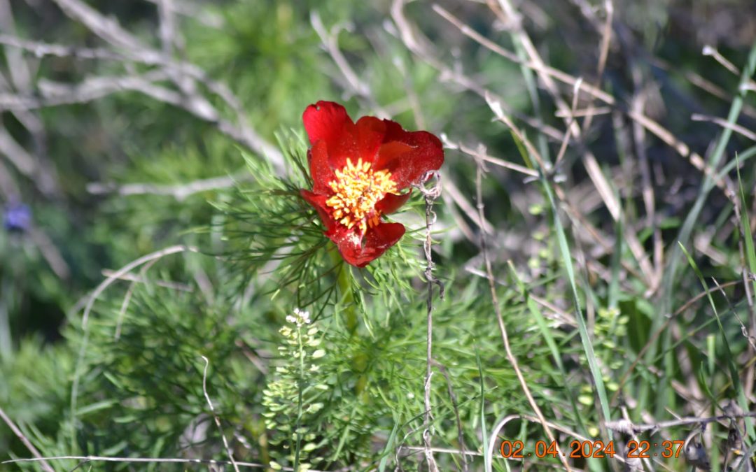 Paeonia tenuifolia