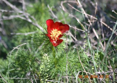 Paeonia tenuifolia
