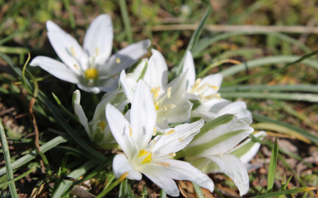 Ornithogalum