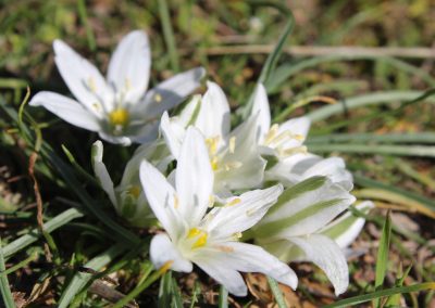 Ornithogalum
