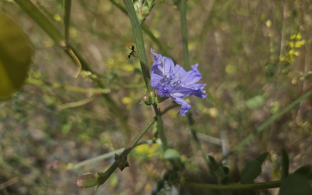Cichorium Intybus