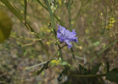 Cichorium Intybus