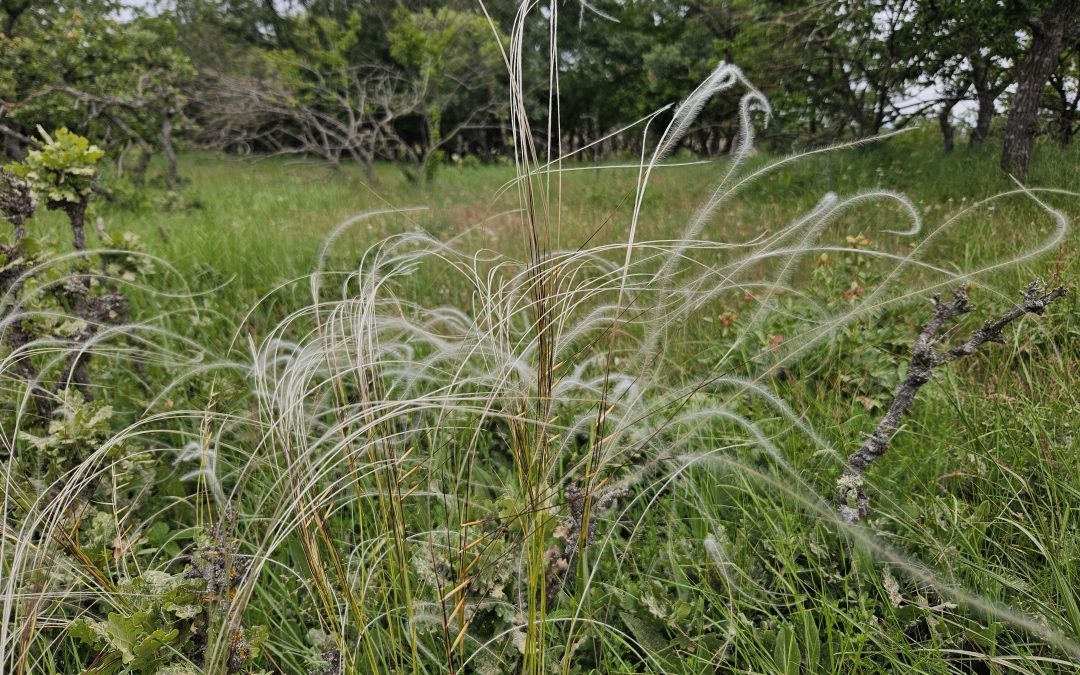 Stipa pennata
