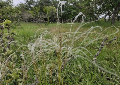 Stipa pennata
