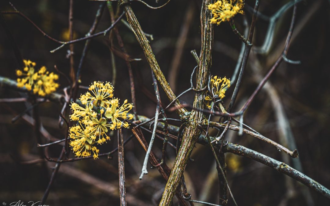 Cornus Mas