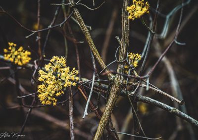 Cornus Mas