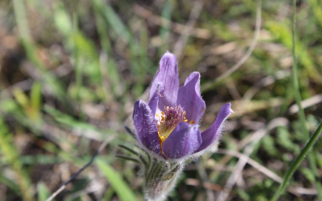 Pulsatilla Montana