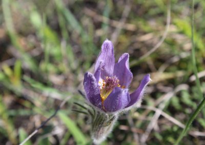Pulsatilla Montana