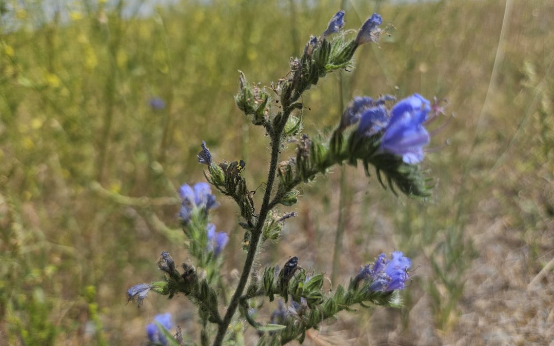 Echium Vulgare
