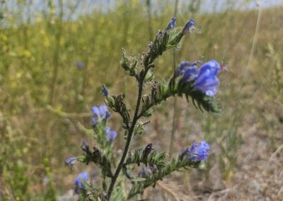 Echium Vulgare