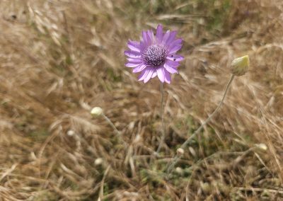 Xeranthemum annumm