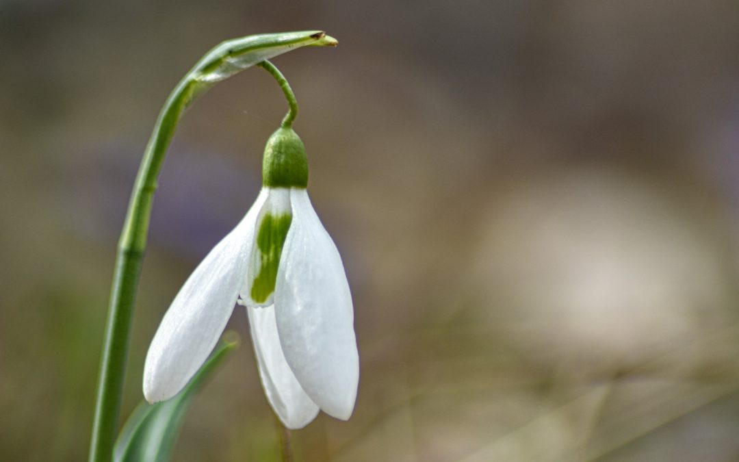 Galanthus plicatus