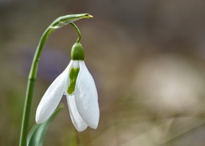 Galanthus plicatus