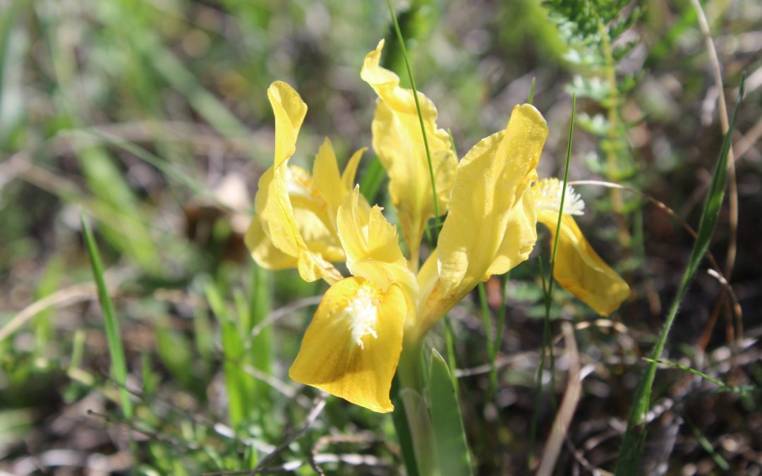 Iris Pontica