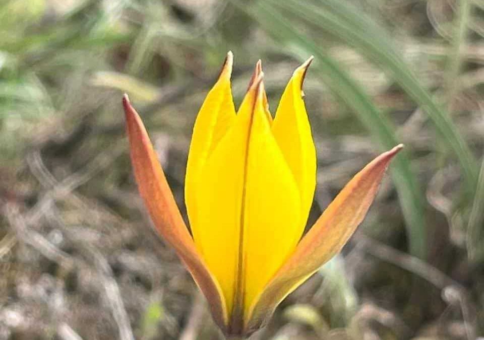 Tulipa sylvestris