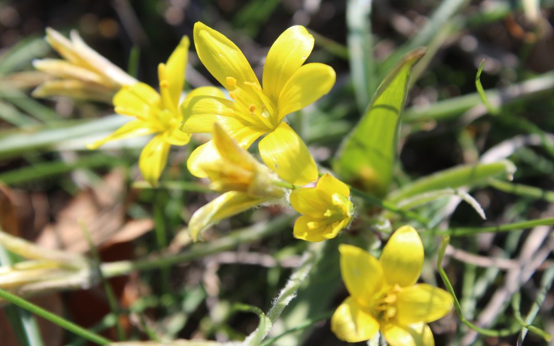 Gagea Lutea