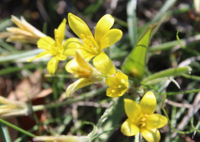 Gagea Lutea