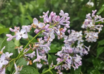 Syringa vulgaris