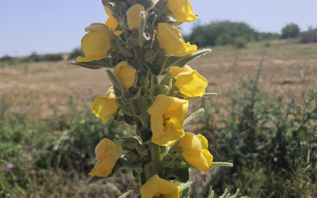 Verbascum densiflorum