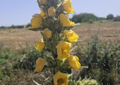 Verbascum densiflorum
