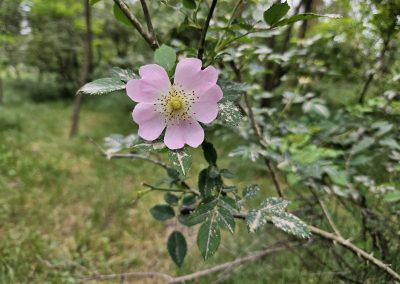 Rosa canina