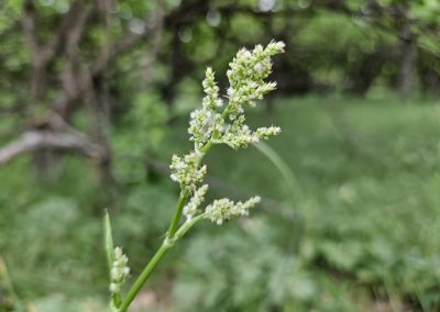 Rumex acetosa