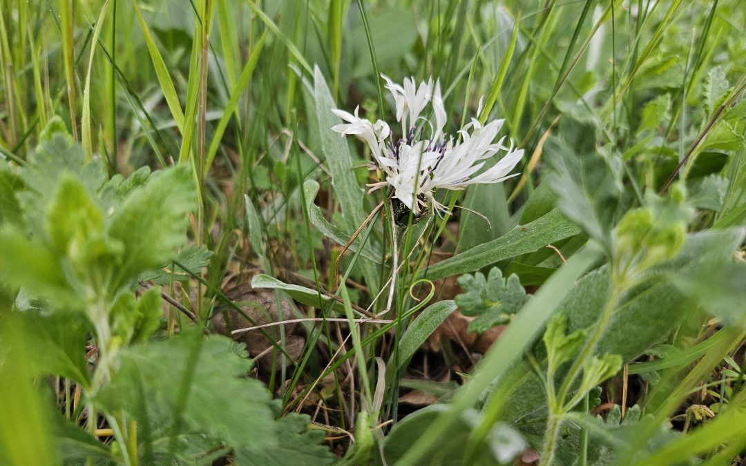 Centaurea Napulifera