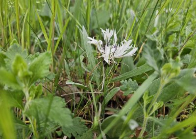 Centaurea Napulifera