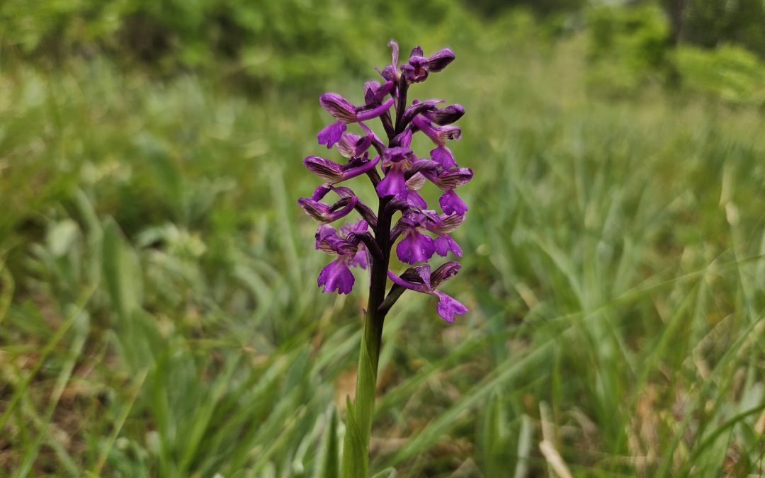 Anacamptis morio