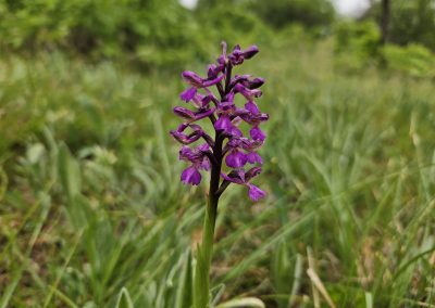 Anacamptis morio