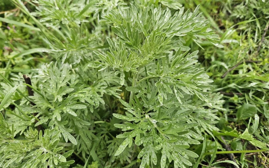 Artemisia Absinthium