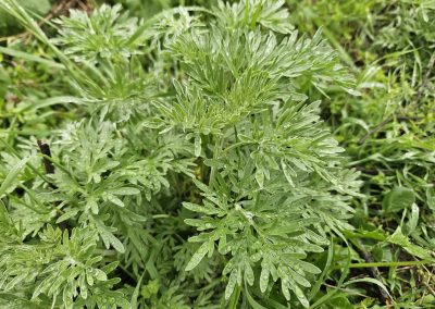 Artemisia Absinthium
