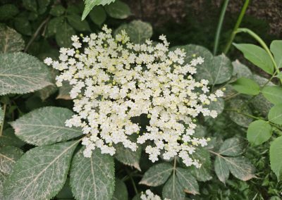 Sambucus nigra