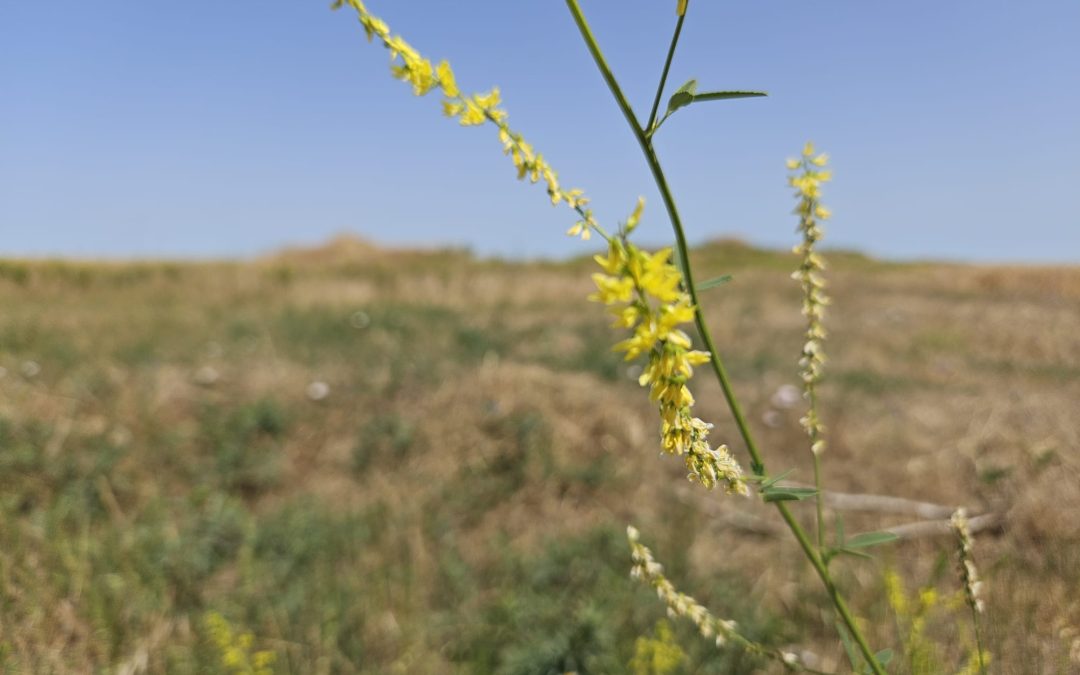 Melilothus officinalis