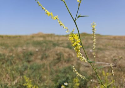 Melilothus officinalis