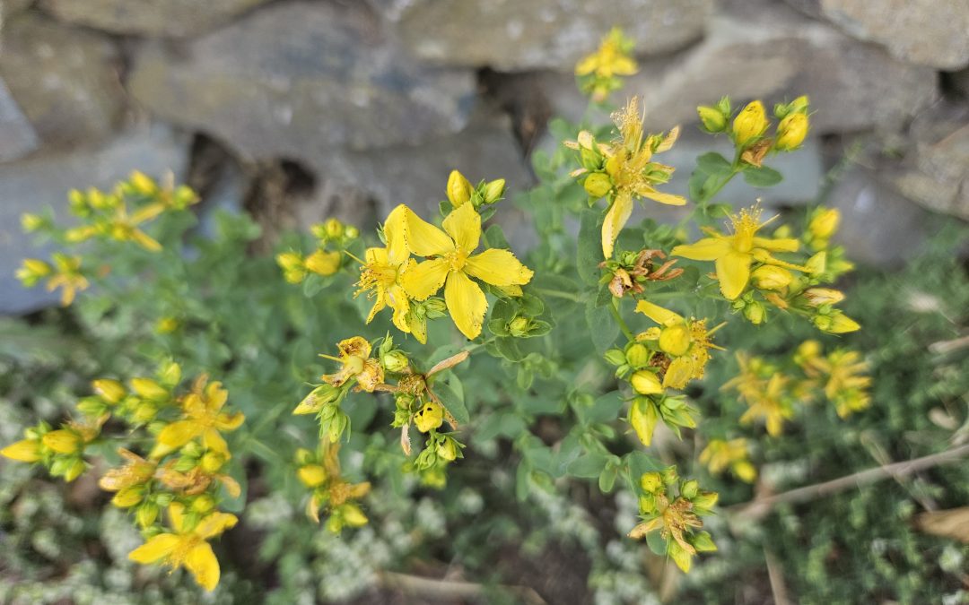 Hypericum perforatum