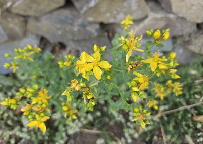 Hypericum perforatum