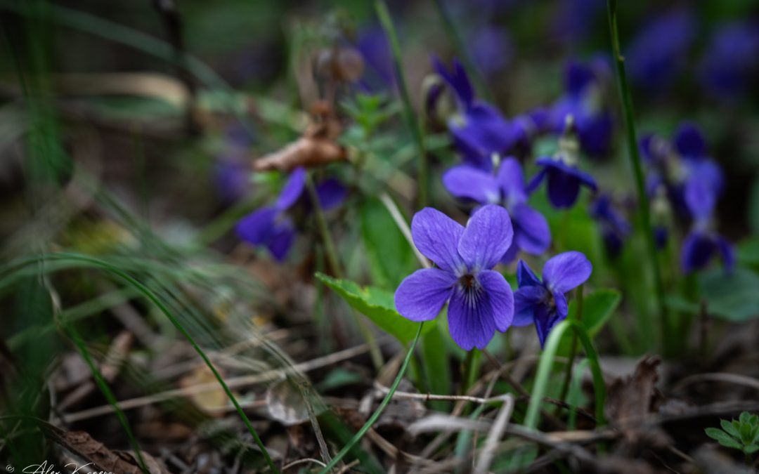 Viola Odorata