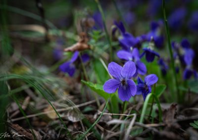 Viola Odorata