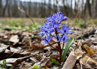 Scilla bifolia