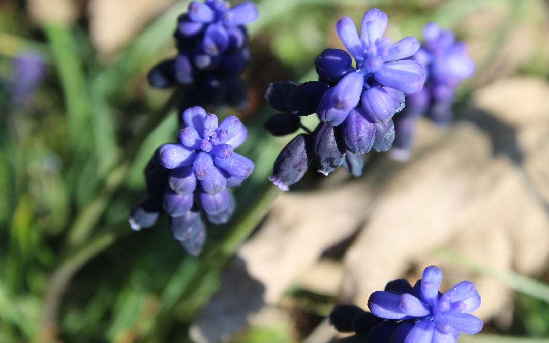 Muscari neglectum